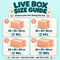 Wholesale/Live Box（with Preference）